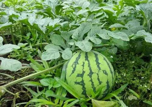 摘瓜吃桃,探寻民间美食的传承与创新