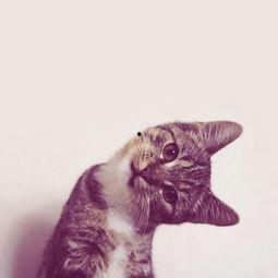 月野喵吃瓜,月野喵的瓜田奇遇记