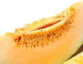 吃蜜瓜的小熊,小熊的蜜瓜探险记