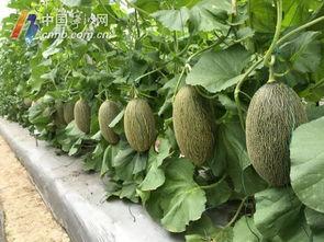 宁波吃瓜的视频,一网打尽本地特色美食