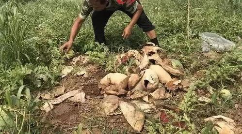 榆树吃瓜事件视频最新,一场引发热议的网络奇观揭秘