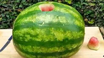 北方人吃土瓜,传统风味与现代创新的完美融合