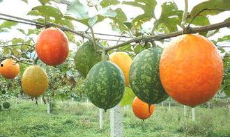 吊瓜孕妇可以吃吗,营养与安全的双重保障