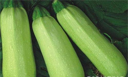 每天只吃角瓜,角瓜营养盛宴，健康生活新选择