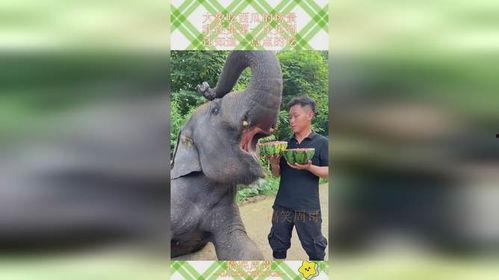 大象吃梨瓜,揭秘大象吃梨瓜的奇妙瞬间