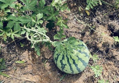 山海系列腮红吃瓜