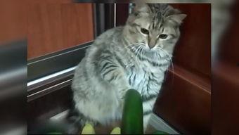 快乐吃瓜小猫传媒,揭秘娱乐圈幕后故事，带你领略娱乐新视角