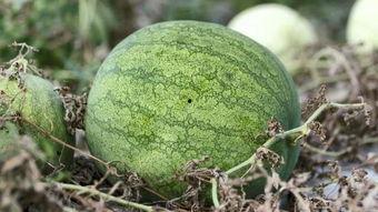 兰州吃瓜地,街头小吃汇聚的味蕾天堂