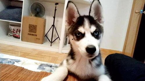 搞笑哈士奇吃瓜