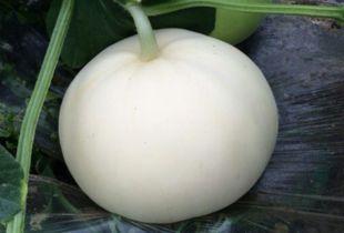 健身可以吃梨瓜,梨瓜助力健康塑形