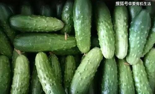 长期吃老瓜好吗,长期食用老瓜的利弊分析