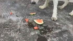 小狗吃瓜然后吐