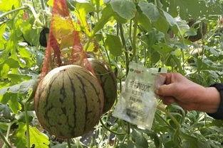 女房产销售吃瓜,吃瓜背后的职场风云